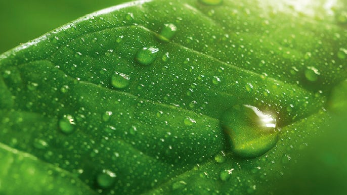 Grünes Blatt mit Wassertropfen Grünes Blatt mit Wassertropfen